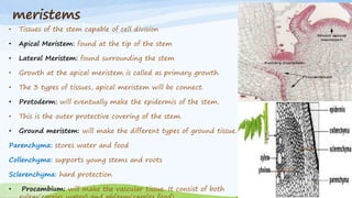 meristems
• Tissues of the stem capable of cell division
• Apical Meristem: found at the tip of the stem
• Lateral Meristem: found surrounding the stem
• Growth at the apical meristem is called as primary growth.
• The 3 types of tissues, apical meristem will be connect.
• Protoderm: will eventually make the epidermis of the stem.
• This is the outer protective covering of the stem.
• Ground meristem: will make the different types of ground tissue.
Parenchyma: stores water and food
Collenchyma: supports young stems and roots
Sclerenchyma: hard protection
• Procambium: will make the vascular tissue. It consist of both
 