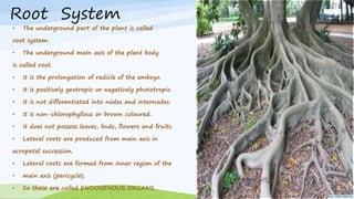 • The underground part of the plant is called
root system.
• The underground main axis of the plant body
is called root.
• It is the prolongation of radicle of the embryo.
• It is positively geotropic or negatively phototropic.
• It is not differentiated into nodes and internodes.
• It is non-chlorophyllous or brown coloured.
• It does not possess leaves, buds, flowers and fruits.
• Lateral roots are produced from main axis in
acropetal succession.
• Lateral roots are formed from inner region of the
• main axis (pericycle).
• So these are called ENDOGENOUS ORGANS.
Root System
 