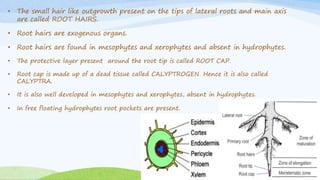 • The small hair like outgrowth present on the tips of lateral roots and main axis
are called ROOT HAIRS.
• Root hairs are exogenous organs.
• Root hairs are found in mesophytes and xerophytes and absent in hydrophytes.
• The protective layer present around the root tip is called ROOT CAP.
• Root cap is made up of a dead tissue called CALYPTROGEN. Hence it is also called
CALYPTRA.
• It is also well developed in mesophytes and xerophytes, absent in hydrophytes.
• In free floating hydrophytes root pockets are present.
 