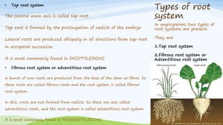 Types of root
system
• Tap root system
The central main axis is called tap root.
Tap root is formed by the prolongation of radicle of the embryo
Lateral roots are produced obliquely in all directions from tap root
in acropetal succession.
It is most commonly found in DICOTYLEDONS.
• Fibrous root system or adventitious root system
A bunch of new roots are produced from the base of the stem as fibres. So
these roots are called fibrous roots and the root system is called fibrous
root system.
In this, roots are not formed from radicle. So these are aslo called
adventitious roots, and the root system is called adventitious root system.
It is most commonly found in MONOCOTYLEDONS.
In angiosperms two types of
root systems are present.
They are:
1.Tap root system
2.Fibrous root system or
Adventitious root system
 