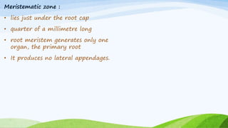Meristematic zone :
• lies just under the root cap
• quarter of a millimetre long
• root meristem generates only one
organ, the primary root
• It produces no lateral appendages.
 