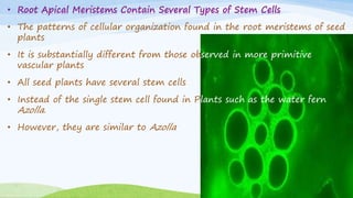 • Root Apical Meristems Contain Several Types of Stem Cells
• The patterns of cellular organization found in the root meristems of seed
plants
• It is substantially different from those observed in more primitive
vascular plants
• All seed plants have several stem cells
• Instead of the single stem cell found in Plants such as the water fern
Azolla.
• However, they are similar to Azolla
 