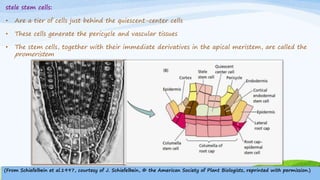 stele stem cells:
• Are a tier of cells just behind the quiescent-center cells
• These cells generate the pericycle and vascular tissues
• The stem cells, together with their immediate derivatives in the apical meristem, are called the
promeristem
(From Schiefelbein et al.1997, courtesy of J. Schiefelbein, © the American Society of Plant Biologists, reprinted with permission.)
 