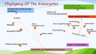 Phylogeny Of The Eukaryotes
Amoeboid and flagellated protozoans
Origin of chloroplasts
Red algae
(Rhodophyta)
chrysophyta
Brown algae(Phaeophyta)
Pyrrophyta
Euglenophyta
Xanthophyta
Green algae(chlorophyta)
Mosses and
liverworts(bryophyte)
VASCULAR LAND
PLANTS(Tracheophyta)
Ciliated protozoans (ciliate)
TRUE
FUNGI(Eumycota)
Slime molds
Cnidaria
OTHER MULTICELLULAR
ANIMALS
Mesozoa
Sponges(Porifera)
 