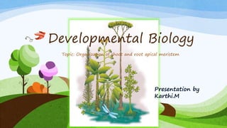 Developmental Biology
Presentation by
Karthi.M
Topic: Organization of shoot and root apical meristem
 