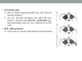 • OZ-Organ zone
 Site at which organ primordia (eg. leaf, flower)
become distinct.
 As cell division continues, the older PZ cells
begin to develop into discrete primordia (eg.
leaf primordia), and are now referred to as OZ
cells
• RM - Rib meristem
 Gives rise to vascular and interior stem structures.
 
