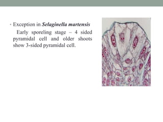 • Exception in Selaginella martensis
Early sporeling stage – 4 sided
pyramidal cell and older shoots
show 3-sided pyramidal cell.
 