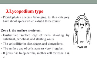 3.Lycopodium type
• Pteridophytes species belonging to this category
have shoot apices which exhibit three zones.
Zone 1, the surface meristem,
• Unstratified surface cap of cells dividing by
anticlinal, periclinal, and slanting walls.
• The cells differ in size, shape, and dimensions.
• The surface cap of cells appears very irregular.
• It gives rise to epidermis, mother cell for zone 1 &
2.
 