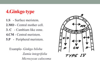 4.Ginkgo type
1.S - Surface meristem.
2.MO - Central mother cell.
3. C - Cambium like zone.
4.CM - Central meristem.
5.P - Peripheral meristem.
Example- Ginkgo biloba
Zamia integrifolia
Microcycas calocoma
 