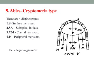 5.Abies- Cryptomeria type
There are 4 distinct zones
1.S- Surface meristem.
2.SA - Subapical initials.
3.CM - Central meristem.
4.P - Peripheral meristem.
Ex. - Sequoia gigantea
 