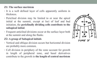 Z1: The surface meristem
• It is a well defined layer of cells apparently uniform in
thickness.
• Periclinal division may be limited to or near the apical
initial at the summit, except at loci of leaf and bud
initiation, the periclinally dividing cells contribute to the
subapical initial.
• Frequent anticlinal divisions occur at the surface layer both
at the summit and along the flanks
Z2: A group of Subapical initials
• Vertical and oblique division occurs but horizontal division
are probably more common.
• Cell division in periphery of the zone account for growth
in length of peripheral zone, and basal derivatives
contribute to the growth in the length of central meristem
 