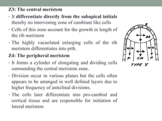 Z3: The central meristem
• It differentiate directly from the subapical initials
thereby no intervening zone of cambium like cells
• Cells of this zone account for the growth in length of
the rib meristem
• The highly vacuolated enlarging cells of the rib
meristem differentiates into pith.
Z4: The peripheral meristem
• It forms a cylinder of elongating and dividing cells
surrounding the central meristem zone.
• Division occur in various planes but the cells often
appears to be arranged in well defined layers due to
higher frequency of anticlinal divisions.
• The cells later differentiate into pro-cambial and
cortical tissue and are responsible for initiation of
lateral meristem
 