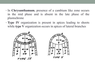 • In Chrysanthamum, presence of a cambium like zone occurs
in the mid phase and is absent in the late phase of the
plastochrone
• Type IV organization is present in apices leading to shoots
while type V organization occurs in apices of lateral branches
 