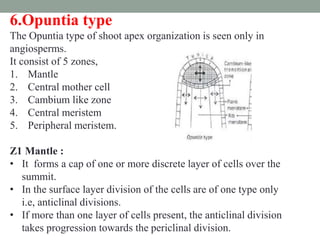 6.Opuntia type
The Opuntia type of shoot apex organization is seen only in
angiosperms.
It consist of 5 zones,
1. Mantle
2. Central mother cell
3. Cambium like zone
4. Central meristem
5. Peripheral meristem.
Z1 Mantle :
• It forms a cap of one or more discrete layer of cells over the
summit.
• In the surface layer division of the cells are of one type only
i.e, anticlinal divisions.
• If more than one layer of cells present, the anticlinal division
takes progression towards the periclinal division.
 