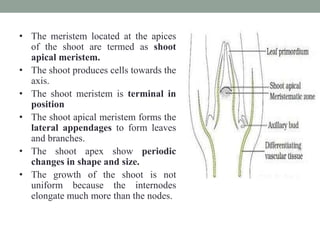 • The meristem located at the apices
of the shoot are termed as shoot
apical meristem.
• The shoot produces cells towards the
axis.
• The shoot meristem is terminal in
position
• The shoot apical meristem forms the
lateral appendages to form leaves
and branches.
• The shoot apex show periodic
changes in shape and size.
• The growth of the shoot is not
uniform because the internodes
elongate much more than the nodes.
 