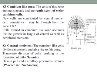 Z3 Cambium like zone: The cells of this zone
are meristematic and are reminiscent of stelar
cambium cells.
New cells are contributed by central mother
cell. Sometimes it may be through both the
zone 1 &2 .
Cells formed in cambium like zone accounts
for the growth in length of central as well as
peripheral meristem.
Z4 Central meristem: The cambium like cells
divide transversely and give rise to this zone.
Transverse division of cells resulting in the
formation of pith (Opuntia)
Or into pith and medullary procambial strands
(Phoenix and Trichocerus).
 