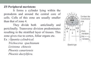 Z5 Peripheral meristem:
It forms a cylinder lying within the
protoderm and around the central core of
cells. Cells of this zone are usually smaller
than that of zone 4.
They divide both anticlinally and
periclinally. Transverse division predominates
resulting in the stratified layer of tissues. This
zone gives rise to cortex, foliar organs etc.
Ex : Opuntia cylindrical.
Trichocerus spachianum
Livistona chinesis
Phoenix canariensis
Phoenix dactylifera.
 