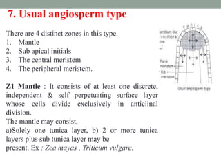 7. Usual angiosperm type
There are 4 distinct zones in this type.
1. Mantle
2. Sub apical initials
3. The central meristem
4. The peripheral meristem.
Z1 Mantle : It consists of at least one discrete,
independent & self perpetuating surface layer
whose cells divide exclusively in anticlinal
division.
The mantle may consist,
a)Solely one tunica layer, b) 2 or more tunica
layers plus sub tunica layer may be
present. Ex : Zea mayas , Triticum vulgare.
 