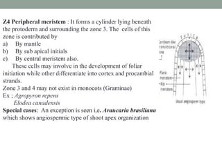 Z4 Peripheral meristem : It forms a cylinder lying beneath
the protoderm and surrounding the zone 3. The cells of this
zone is contributed by
a) By mantle
b) By sub apical initials
c) By central meristem also.
These cells may involve in the development of foliar
initiation while other differentiate into cortex and procambial
strands.
Zone 3 and 4 may not exist in monocots (Graminae)
Ex ; Agropyron repens
Elodea canadensis
Special cases: An exception is seen i,e. Araucaria brasiliana
which shows angiospermic type of shoot apex organization
 