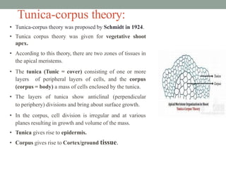 Tunica-corpus theory:
• Tunica-corpus theory was proposed by Schmidt in 1924.
• Tunica corpus theory was given for vegetative shoot
apex.
• According to this theory, there are two zones of tissues in
the apical meristems.
• The tunica (Tunic = cover) consisting of one or more
layers of peripheral layers of cells, and the corpus
(corpus = body) a mass of cells enclosed by the tunica.
• The layers of tunica show anticlinal (perpendicular
to periphery) divisions and bring about surface growth.
• In the corpus, cell division is irregular and at various
planes resulting in growth and volume of the mass.
• Tunica gives rise to epidermis.
• Corpus gives rise to Cortex/ground tissue.
 