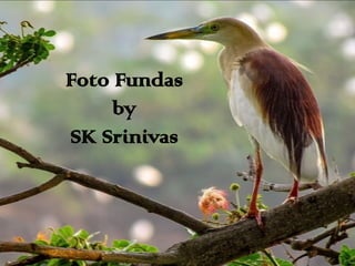 FotoFoto FundasFundas
byby
SKSK SrinivasSrinivas
 