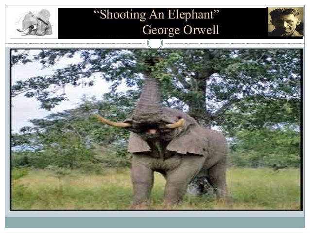 shooting an elepant essay shooting an elepant essay