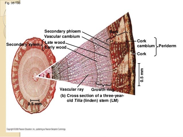 Shoot System Shoot System