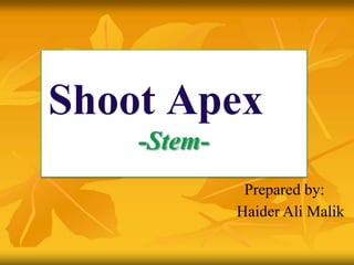 Shoot Apex
-Stem-
Prepared by:
Haider Ali Malik
 