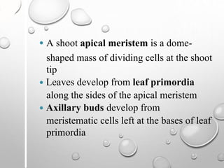  A shoot apical meristem is a dome-
shaped mass of dividing cells at the shoot
tip
 Leaves develop from leaf primordia
along the sides of the apical meristem
 Axillary buds develop from
meristematic cells left at the bases of leaf
primordia
 