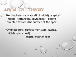 *Pteridophytes- apical cell (1 initial) or apical
initials – tetrahedral (pyramidal), base is
directed towards the surface of the apex
*Gymnosperms- surface meristem; (apical
initials – periclinal)
central mother cells
 