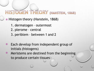  Histogen theory (Hanstein, 1868)


1. dermatogen – outermost
2. plerome – central
3. periblem – between 1 and 2
Each develop from independent group of
initials (histogens)
Meristems are destined from the beginning
to produce certain tissues
 