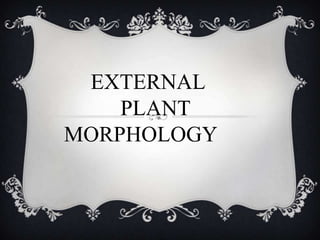 EXTERNAL
PLANT
MORPHOLOGY
 