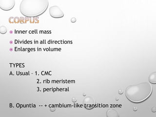  Inner cell mass
 Divides in all directions
 Enlarges in volume
TYPES
A. Usual – 1. CMC
2. rib meristem
3. peripheral
B. Opuntia -- + cambium-like transition zone
 