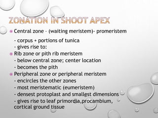  Central zone – (waiting meristem)- promeristem
- corpus + portions of tunica
- gives rise to:
 Rib zone or pith rib meristem
- below central zone; center location
- becomes the pith
 Peripheral zone or peripheral meristem
- encircles the other zones
- most meristematic (eumeristem)
- densest protoplast and smallest dimensions
- gives rise to leaf primordia,procambium,
cortical ground tissue
 