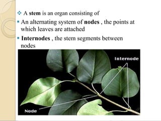  A stem is an organ consisting of
 An alternating system of nodes , the points at
which leaves are attached
 Internodes , the stem segments between
nodes
 