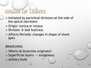  Initiated by periclinal divisions at the side of
the apical meristem
 Origin: tunica or corpus
 Division  leaf buttress
 Affects Periodic changes in shape of shoot
apex
BRANCHING
 Where do branches originate?
 Superficial layers --- exogenous
 Axillary buds
 