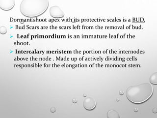 Dormant shoot apex with its protective scales is a BUD.
 Bud Scars are the scars left from the removal of bud.
 Leaf primordium is an immature leaf of the
shoot.
 Intercalary meristem the portion of the internodes
above the node . Made up of actively dividing cells
responsible for the elongation of the monocot stem.
 
