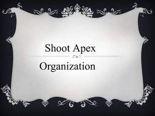 Shoot Apex
Organization
 