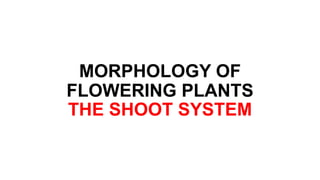 MORPHOLOGY OF
FLOWERING PLANTS
THE SHOOT SYSTEM
 