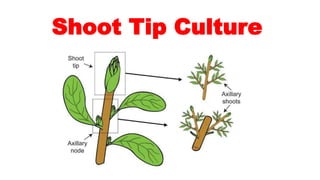 Shoot Tip Culture
 