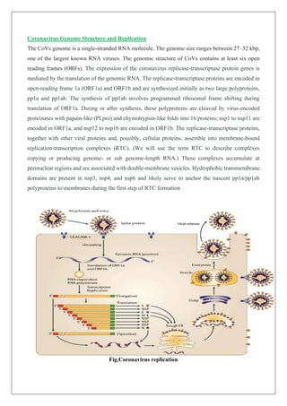 Coronavirus Genome Structure and Replication
The CoVs genome is a single-stranded RNA molecule. The genome size ranges between 27–32 kbp,
one of the largest known RNA viruses. The genomic structure of CoVs contains at least six open
reading frames (ORFs). The expression of the coronavirus replicase-transcriptase protein genes is
mediated by the translation of the genomic RNA. The replicase-transcriptase proteins are encoded in
open-reading frame 1a (ORF1a) and ORF1b and are synthesized initially as two large polyproteins,
pp1a and pp1ab. The synthesis of pp1ab involves programmed ribosomal frame shifting during
translation of ORF1a. During or after synthesis, these polyproteins are cleaved by virus-encoded
proteinases with papain-like (PLpro) and chymotrypsin-like folds into 16 proteins; nsp1 to nsp11 are
encoded in ORF1a, and nsp12 to nsp16 are encoded in ORF1b. The replicase-transcriptase proteins,
together with other viral proteins and, possibly, cellular proteins, assemble into membrane-bound
replication-transcription complexes (RTC). (We will use the term RTC to describe complexes
copying or producing genome- or sub genome-length RNA.) These complexes accumulate at
perinuclear regions and are associated with double-membrane vesicles. Hydrophobic transmembrane
domains are present in nsp3, nsp4, and nsp6 and likely serve to anchor the nascent pp1a/pp1ab
polyproteins to membranes during the first step of RTC formation
Fig.Coronavirus replication
 