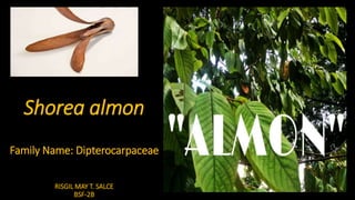 Shorea almon
Family Name: Dipterocarpaceae
RISGIL MAY T. SALCE
BSF-2B
 