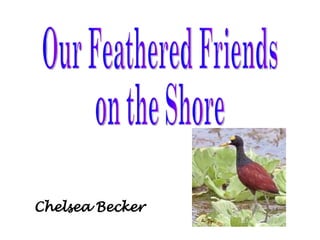 Chelsea Becker Our Feathered Friends on the Shore 