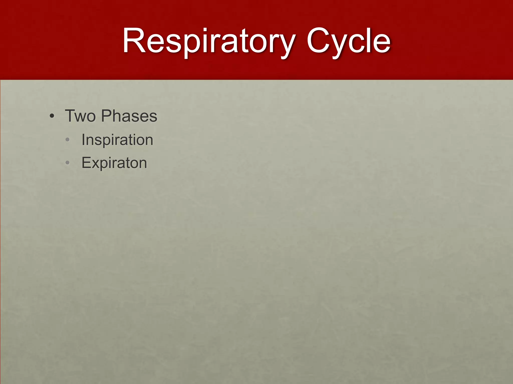 Respiratory Cycle Two Phases Inspiration Expiraton