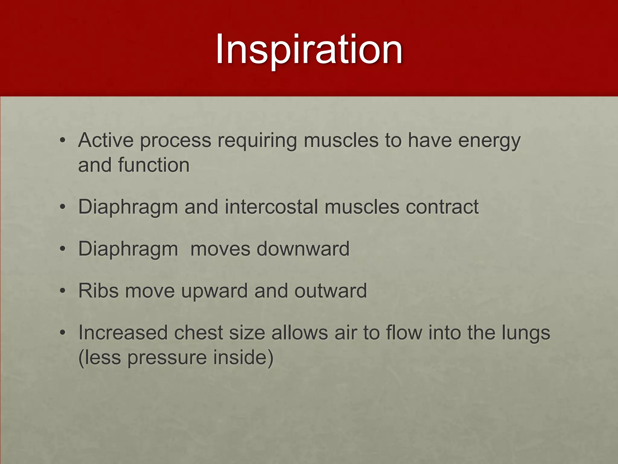 InspirationActive process requiring muscles to have energy and function Diaphragm and intercostal muscles contractDiaphragm  moves downwardRibs move upward and outwardIncreased chest size allows air to flow into the lungs (less pressure inside) 