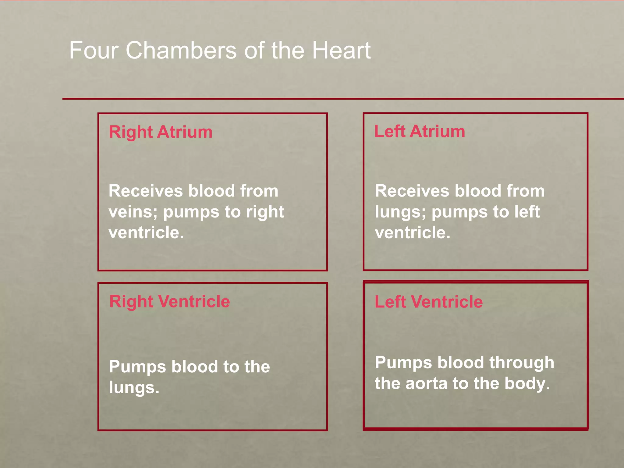 Four Chambers of the HeartLeft AtriumRight AtriumReceives blood from veins; pumps to right ventricle.Receives blood from lungs; pumps to left ventricle.Right VentricleLeft VentriclePumps blood through the aorta to the body.Pumps blood to the lungs.