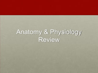 Anatomy & Physiology Review 