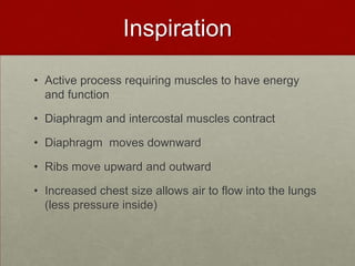 InspirationActive process requiring muscles to have energy and function Diaphragm and intercostal muscles contractDiaphragm  moves downwardRibs move upward and outwardIncreased chest size allows air to flow into the lungs (less pressure inside) 