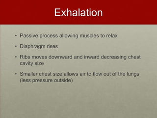 ExhalationPassive process allowing muscles to relaxDiaphragm rises Ribs moves downward and inward decreasing chest cavity sizeSmaller chest size allows air to flow out of the lungs (less pressure outside) 