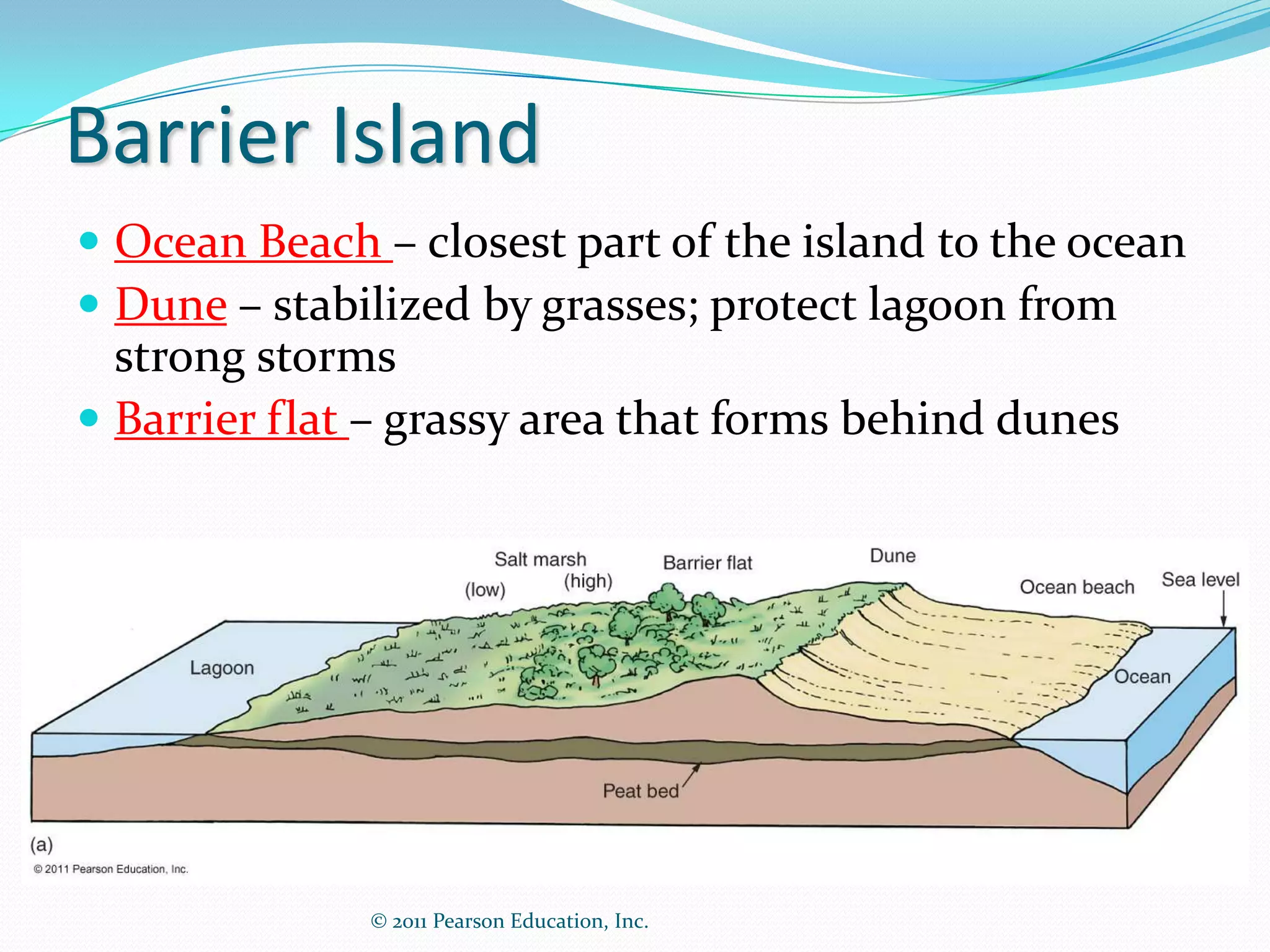 Barrier Island
 Ocean Beach – closest part of the island to the ocean
 Dune – stabilized by grasses; protect lagoon from
  strong storms
 Barrier flat – grassy area that forms behind dunes




              © 2011 Pearson Education, Inc.
 